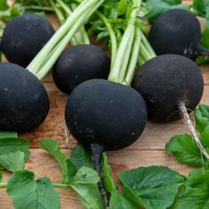 Radis Noir Gros Rond d'Hiver - BIO